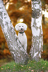 giant poodle