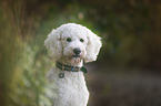 giant poodle portrait