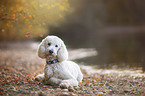 lying giant poodle