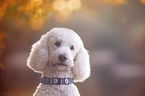 giant poodle portrait