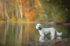 standing giant poodle