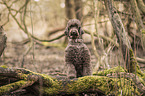 King Poodle