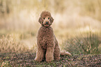 sitting King Poodle