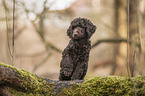 King Poodle Puppy