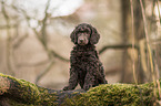 King Poodle Puppy