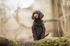 King Poodle Puppy
