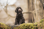King Poodle Puppy