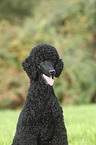 King Poodle portrait