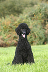 sitting King Poodle
