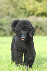 walkiing King Poodle