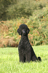 sitting King Poodle