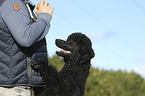 human with King Poodle