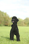 standing King Poodle
