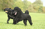playing Dogs