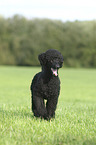 walkiing King Poodle