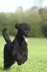 running King Poodle