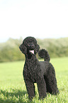 standing King Poodle
