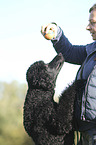 human with King Poodle