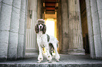standing King Poodle
