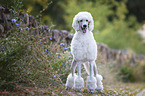 standing King Poodle