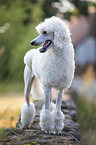 standing King Poodle