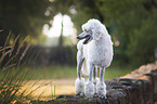 standing King Poodle