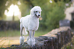 standing King Poodle