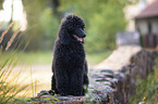sitting King Poodle