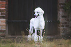 standing King Poodle