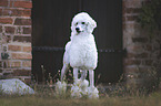 standing King Poodle