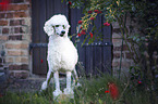 standing King Poodle