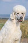 King Poodle portrait