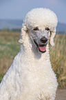 King Poodle portrait