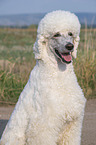 King Poodle