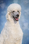 King Poodle portrait