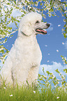 sitting King Poodle