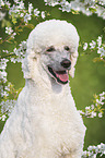 King Poodle portrait