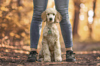 Giant poodle
