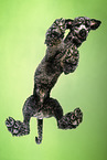 Giant Poodle from below