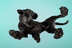 Giant Poodle from below
