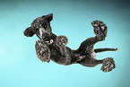 Giant Poodle from below