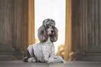 male Giant Poodle