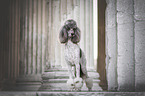 male Giant Poodle