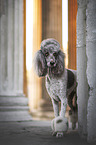 male Giant Poodle