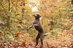 Giant Poodle