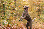 Giant Poodle
