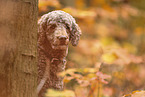 Giant Poodle