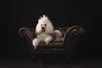 King Poodle