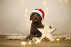 Giant poodle in christmas decoration