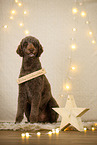 Giant poodle in christmas decoration